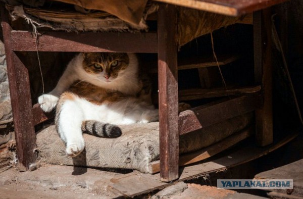 10 брутальных уличных котов
