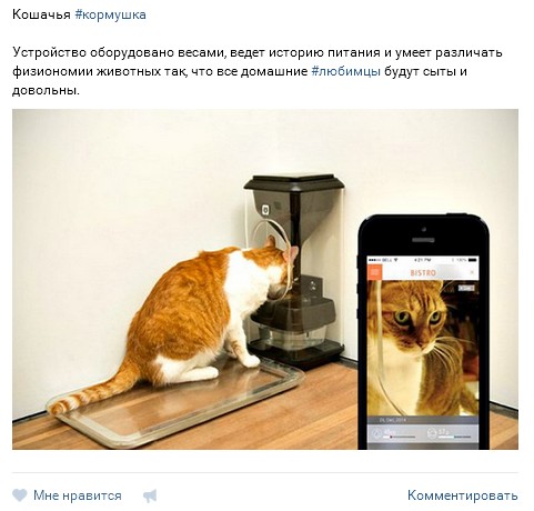 Котовторник 04.10.16