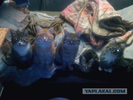 Котовторник 15.11.2016