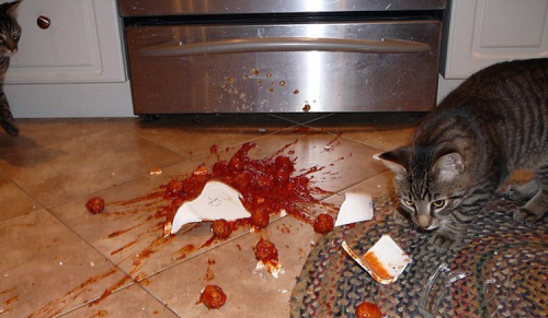 Коты из сети