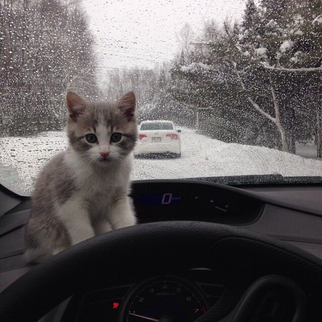 Коты из сети