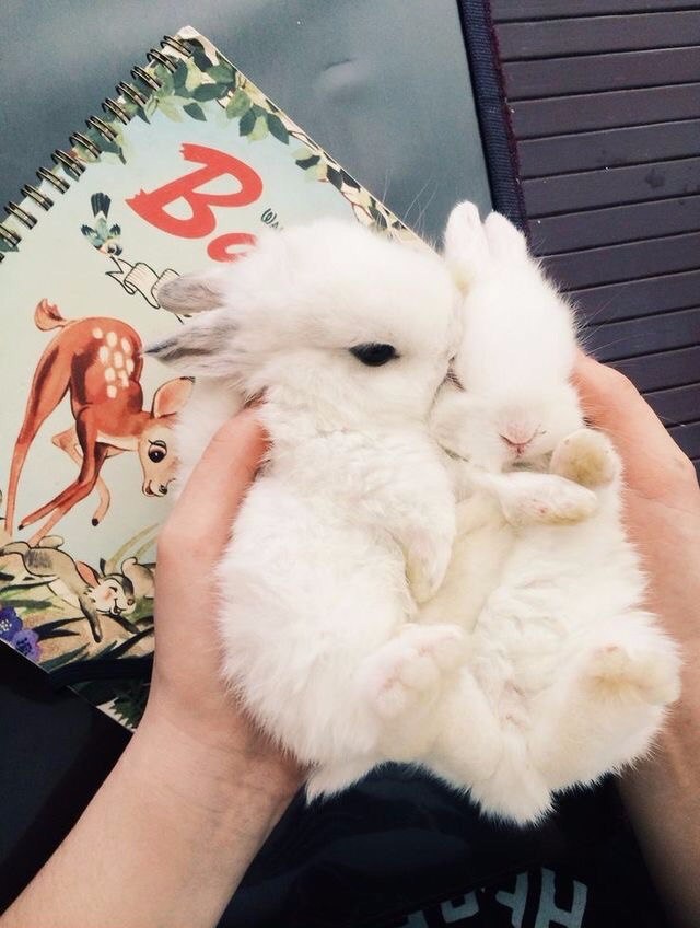 Самые смешные животные