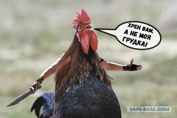 Сбор аморалов Япа объявляется открытым