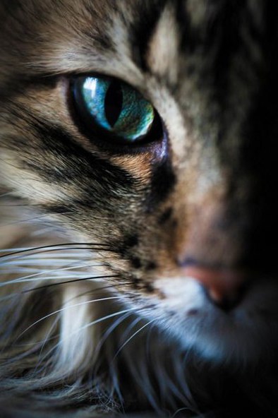 Коты и Кошки