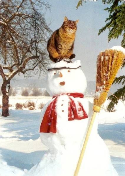Коты и Кошки