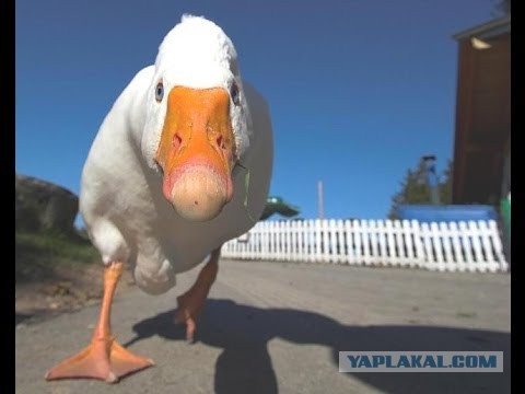 Не уходите от мужей через степь