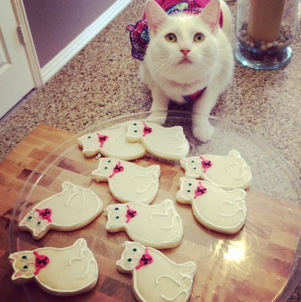 Коты и Кошки