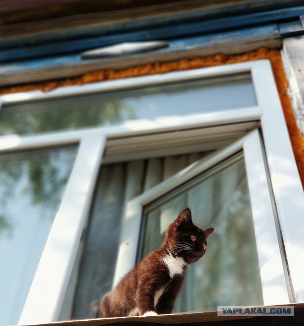 Меня завёл себе кот