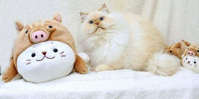 Коты и Кошки