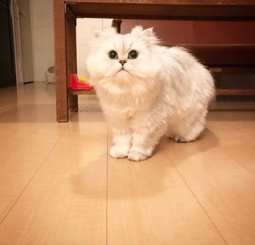Прикольных котов пост