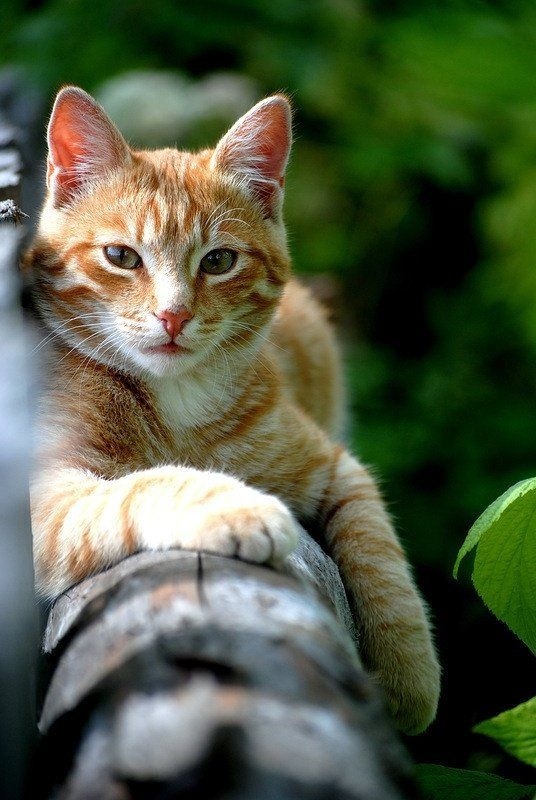 Немного милоты