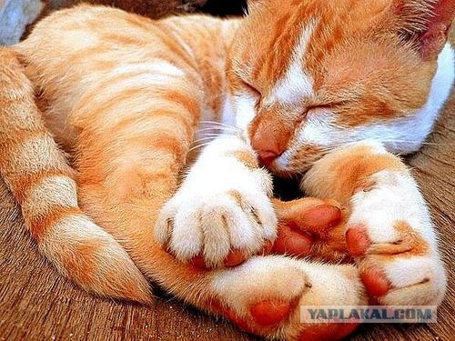 Кошак в шоке