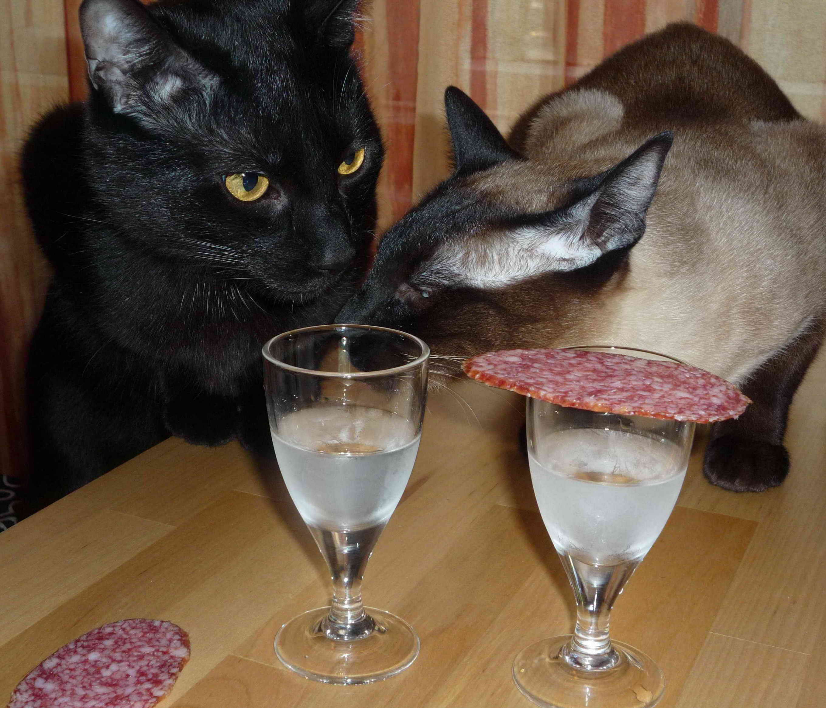 Кошка постоянно пьет. Кот с рюмкой. Коты с рюмками. Кошка с бокалом.