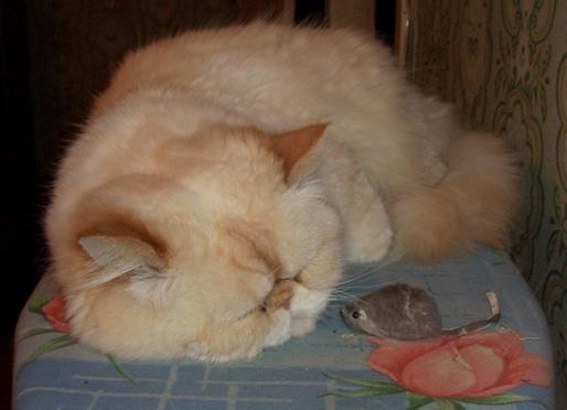 Котовторник: начало