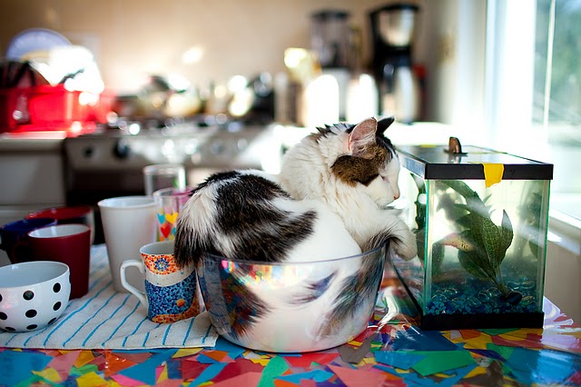 Котовторник на 6 июля
