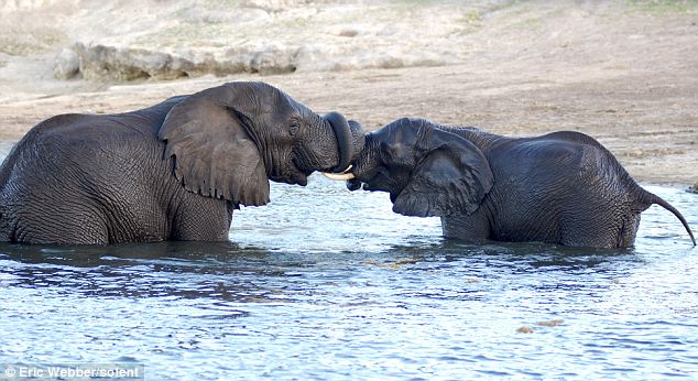 Слоновий поцелуй