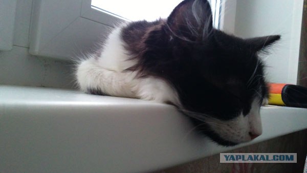 Сонный Котовторник