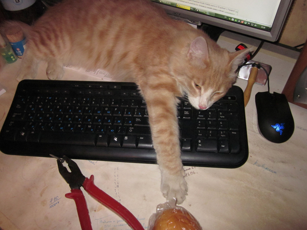 Котовторник 22.11.11