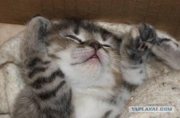 Котовторник 10.04.2012