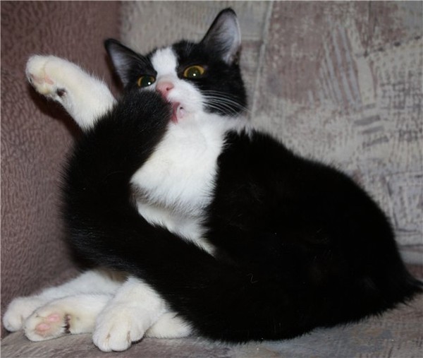 Котовторник   5.06.2012