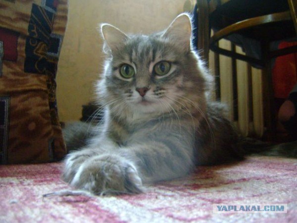 Котовторник  4.09.12