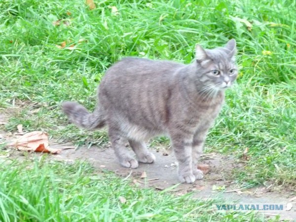 Котовторник ( 23.10. 2012. )