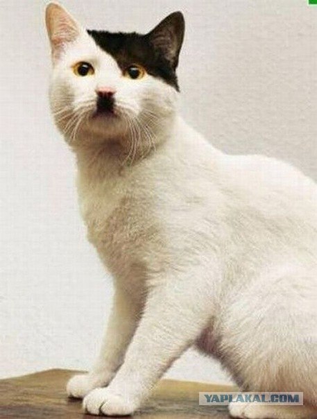 Кот с бровями!