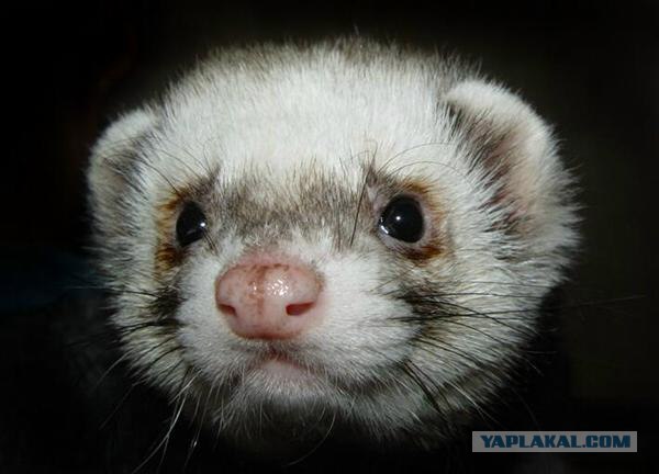 Аватары на заказ