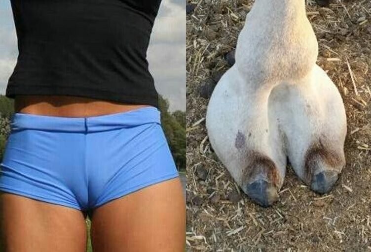 Верблюжье копытце картинки