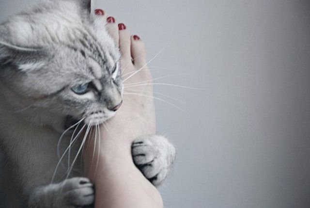Девушки котовторника