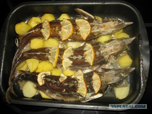 Все из рыбы!