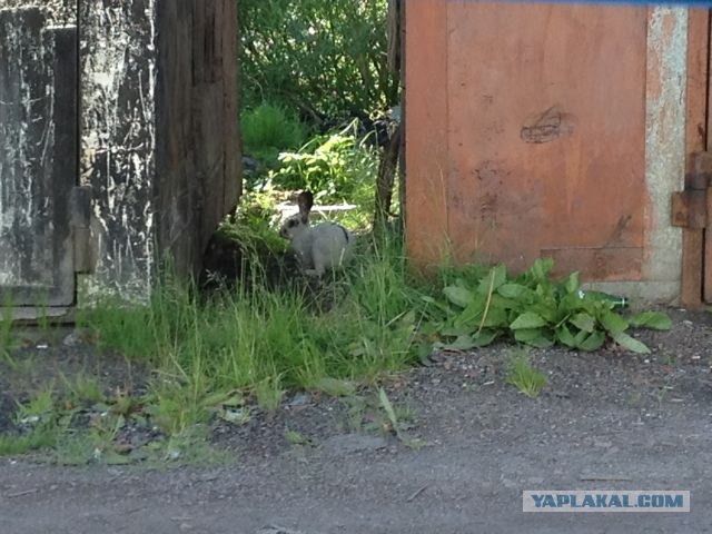 Москва-Воркута.Или туда и обратно.