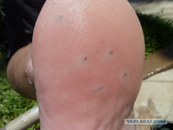 AFRICA - (Эфиопия,Кения,Танзация) 4-16 ноября 2011