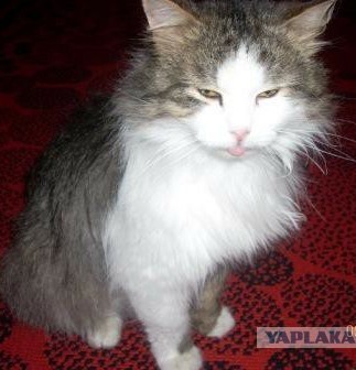 Про кота в четверг