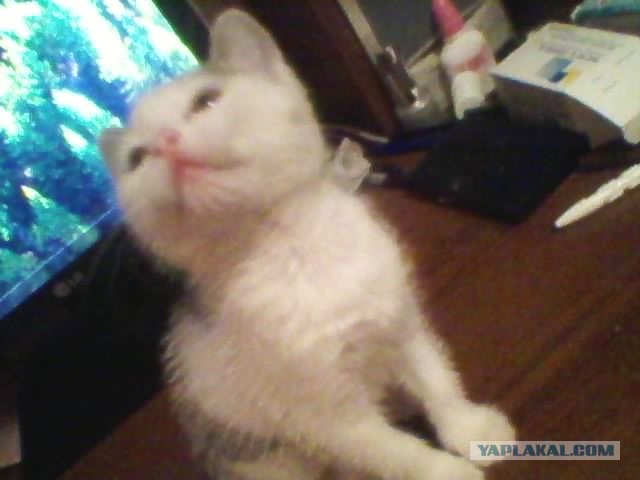 Котовторник 09.04.2013