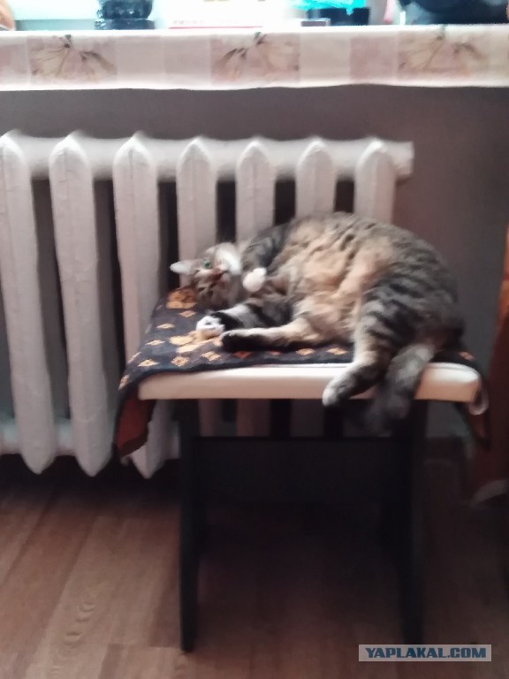 Толстые коты