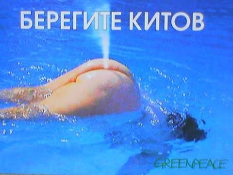 В СССР это необычное мясо было очень популярно, а теперь его невозможно купить: вот почему исчезли консервы из кита
