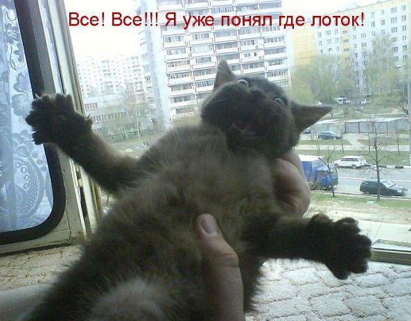 Выговор понимающей собачке :D