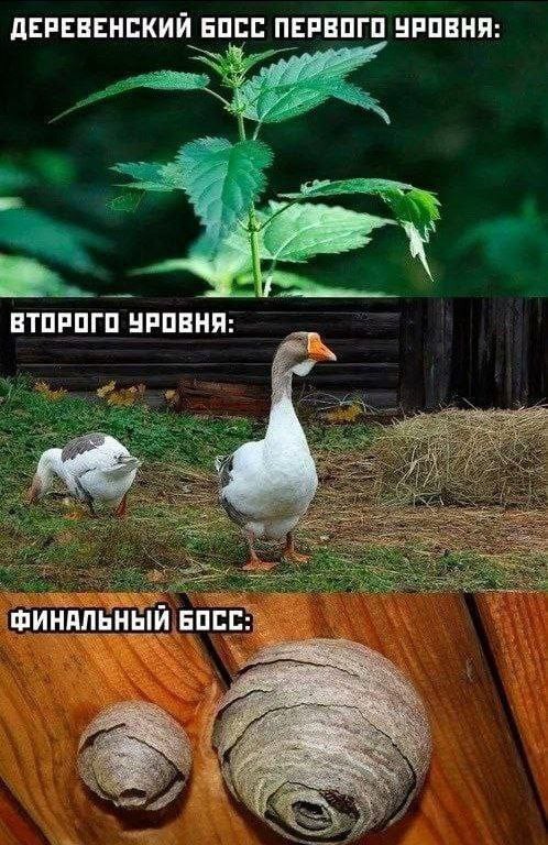 Одна девочка не любила молочную пенку...