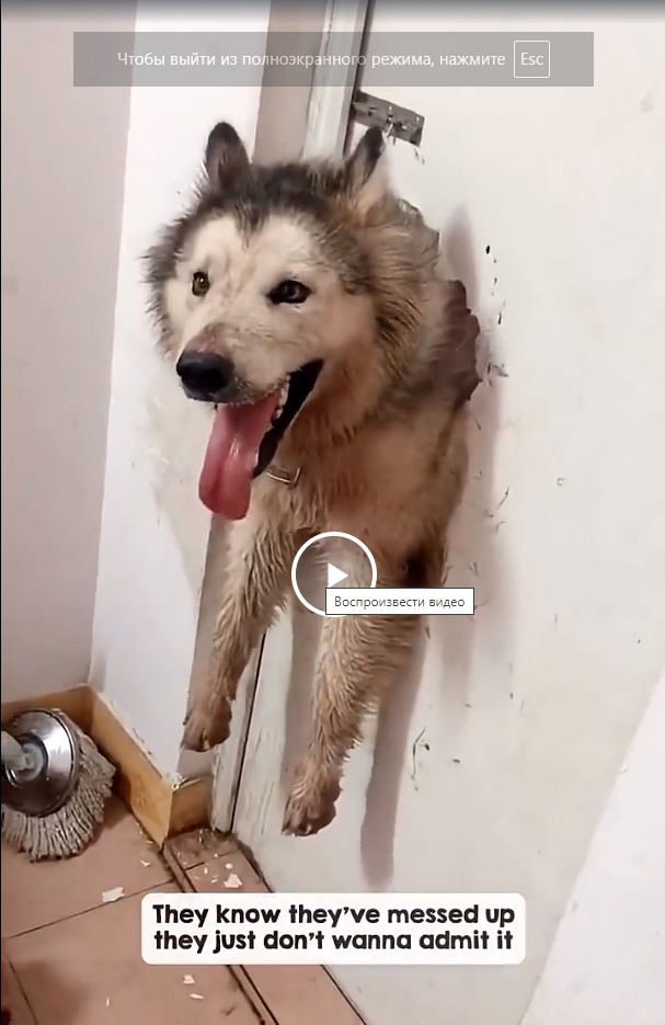 Собаки невиноваки