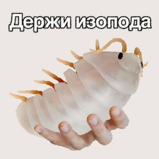 Мемчики