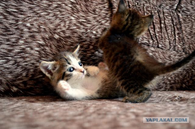 Котовторник 22.10.2013