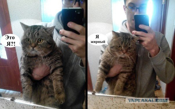 Весёлые картинки. Разбавим будни