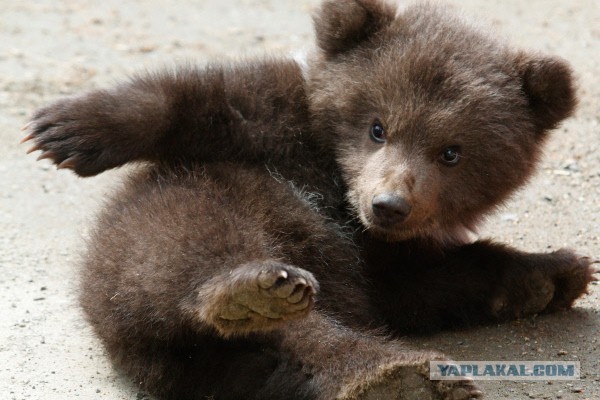 Так выглядит новорожденный медведь