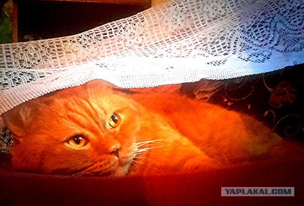 Котовторник 9.12.2014