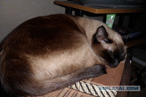 Моим котам