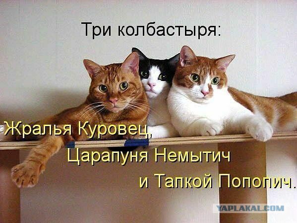 Война с котом.
