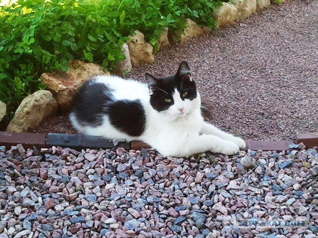 Котовторник 25.08.2015