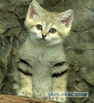 Дикий котовторник