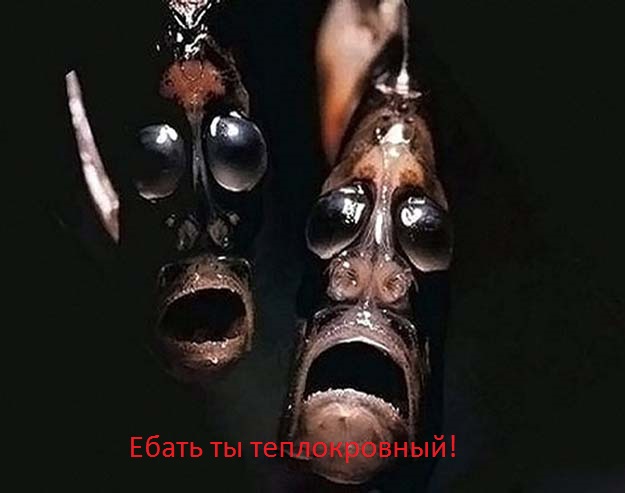10 самых странных обитателей Марианской впадины